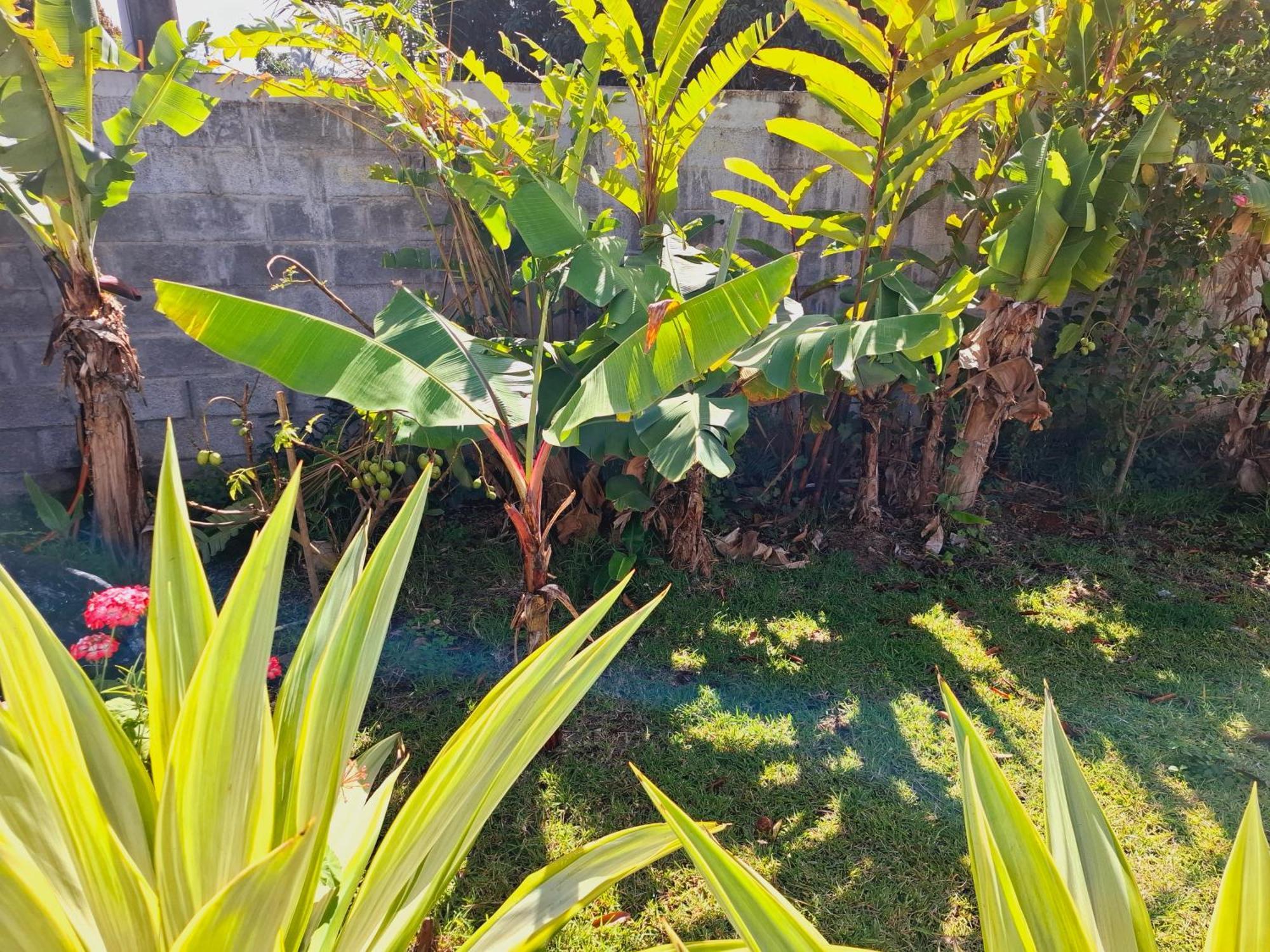 Apartment Pamplemousses Plaine des Papayes